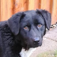 Elio  Rohdiamant  Tierschutz, Hund zur Adoption