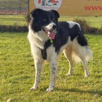 Willow sucht seine Menschen, Hund zur Adoption