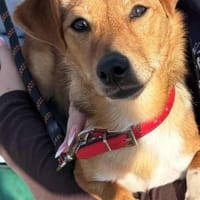 Flummy - Liebevoller kleiner Begleiter, Hund zur Adoption