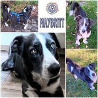 MAYBRITT * Hundedame mit Charme, Hündin zur Adoption