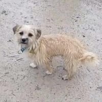 CHI CHI ganz liebes Mädchen, Hündin zur Adoption