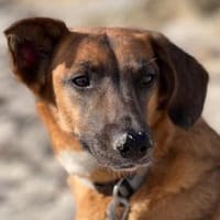 Georgia, geb. ca. 05/2019, 13503 Berlin, Hündin zur Adoption