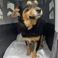 Pandora - Kleine Abenteurerin, Hündin zur Adoption