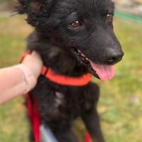 Srecko  der kleine Abenteurer, Hund zur Adoption