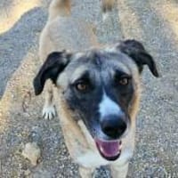 Boo- Everybodys Darling, Hund zur Adoption