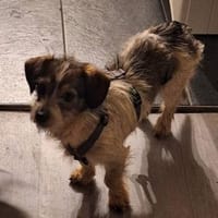 Kuschelherz Baily sucht ihr Zuhause, Hündin zur Adoption