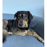 Dexter wartet in 01239 Dresden, Hund zur Adoption