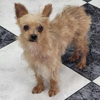 Sissi - einfach weggeworfen - Süße Dame, Hündin zur Adoption