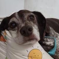 Cori - Kuschelmaus sucht liebe Familie, Hund zur Adoption