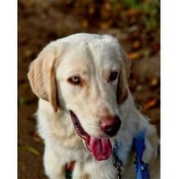 Giulio  wartet in 52391 Vettweiß, Hund zur Adoption