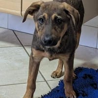 Cody sucht liebes Zuhause, Hund zur Adoption