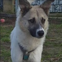 JOKER - ganz lieber Jundhund, Hund zur Adoption