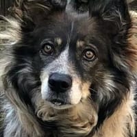 Liebe mal Zwei: Aponi & Chanel warten..., Hündin zur Adoption