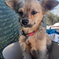 Verspielter Yoda sucht tolle Familie💖, Hund zur Adoption