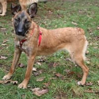 Mali ist eine zauberhafte Junghündin, Hündin zur Adoption