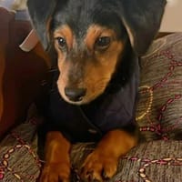 Süßer Pico sucht eine liebe Familie💖, Hund zur Adoption