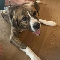 toller Tierschutzrüde, Bowie sucht ES, Hund zur Adoption