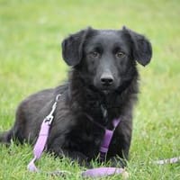 Jana - auf der Suche nach Geborgenheit, Hündin zur Adoption