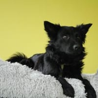 Aylo such seine Herzensmenschen..., Hund zur Adoption