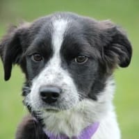 Darf ich vorstellen Prinzessin Joy, Hündin zur Adoption