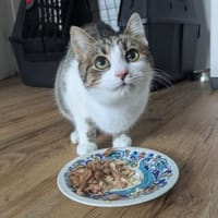 Junger Kater Sali 7 Monate, Kater zur Adoption