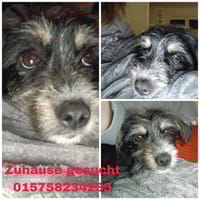 Mircea, Mihai und Mike ( I ), Hund zur Adoption