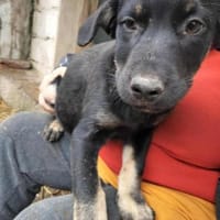 2 Welpenmädchen Coco und Negruta, Hündin zur Adoption