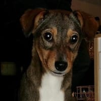 Bandina unser Herzenshund..., Hündin zur Adoption