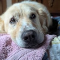 MONA - eine sanfte und soziale Hündin, Hündin zur Adoption