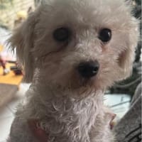 Sophie° in 33142 Büren, Hündin zur Adoption