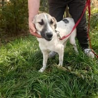 Linda brauacht viel Liebe, Hündin zur Adoption