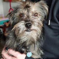 Finchen, ein bezauberndes Seelchen, Hündin zur Adoption