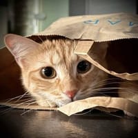 Nike 🐾 macht dem Sportschuh alle Ehre, Kater zur Adoption