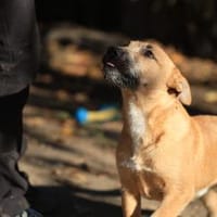 Der lebensfrohe Calimero sucht Dich :), Hund zur Adoption