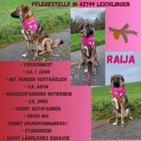Die liebe 💕Raija 💕sucht ihre Menschen, Hündin zur Adoption