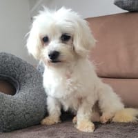 Bonny in 41334 Nettetal, Hündin zur Adoption