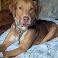 NELLO möchte sein Köfferchen packen, Hund zur Adoption