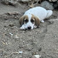 Zuhause gesucht für Ida, Hündin zur Adoption