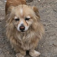 Legolas, kleiner Herzensbrecher, Hund zur Adoption