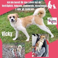 Vicky sucht ihr Für-Immer-Zuhause! 💖🐾, Hündin zur Adoption