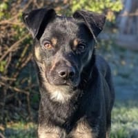 SMOKY sucht seinen neuen Menschen, Hund zur Adoption