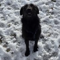 LOTTI - geb. ca. 12/2021 - Schnauzer Mix, Hündin zur Adoption