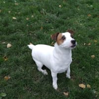 SNOOPY, chien à adopter