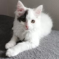 JENNY, chatte à adopter