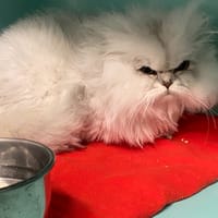 ULI, chat à adopter