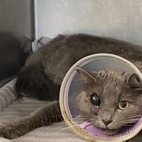 Brigitte, chatte à adopter