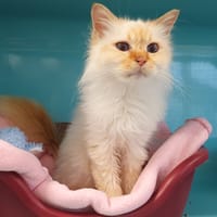 JEANETTE C, chatte à adopter