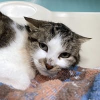 ALASKA, chatte à adopter