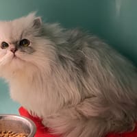 VICTOR, chat à adopter