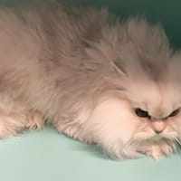 UDO, chat à adopter